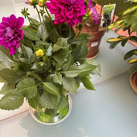 'aja' On Etna Street メーリッハ