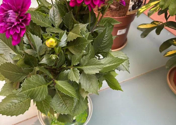 'aja' On Etna Street Mellieħa